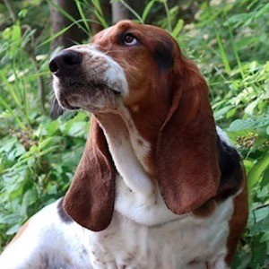 Dean The Basset image 4