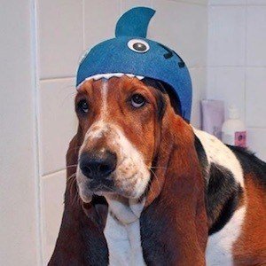 Dean The Basset image 5
