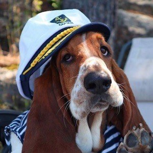 Dean The Basset image 7