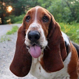 Dean The Basset image 8