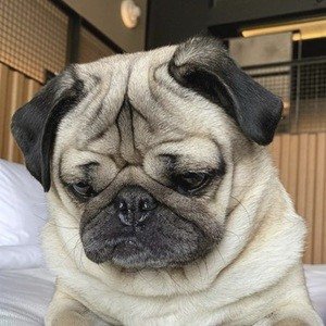 Doug The Pug, 13 (Dog)