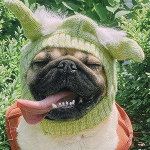 Doug The Pug, 13 (Dog)