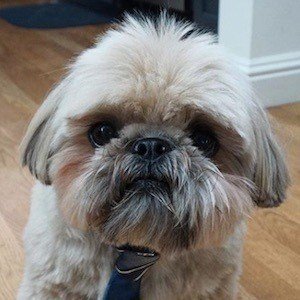 Dougie the Shih Tzu image 3