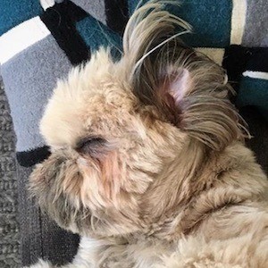 Dougie the Shih Tzu image 4