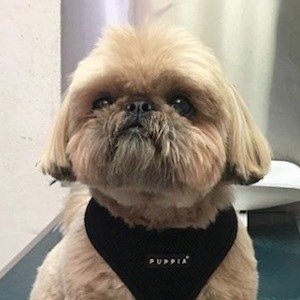 Dougie the Shih Tzu image 5