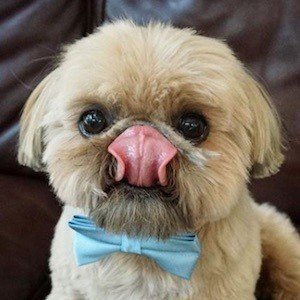 Dougie the Shih Tzu image 6