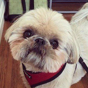 Dougie the Shih Tzu image 8
