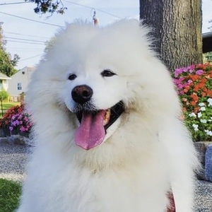Enzo the Samoyed