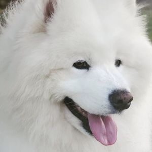 Enzo the Samoyed image 3