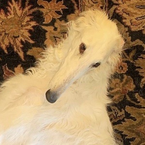 Eris The Borzoi image 3