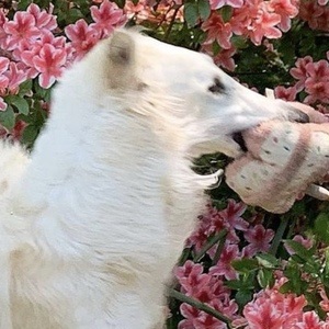 Eris The Borzoi image 4