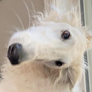 Eris The Borzoi image 5