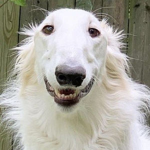 Eris The Borzoi image 6
