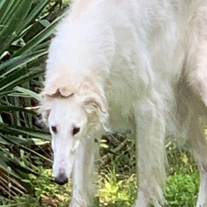 Eris The Borzoi image 7