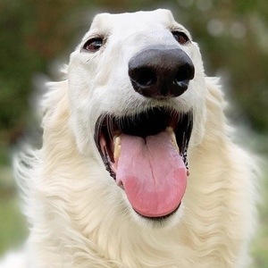 Eris The Borzoi image 8