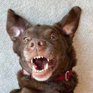 Good Boy Ollie image 3