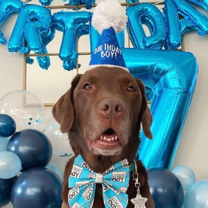 Good Boy Ollie image 4