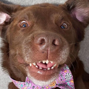 Good Boy Ollie image 6