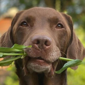 Good Boy Ollie image 7