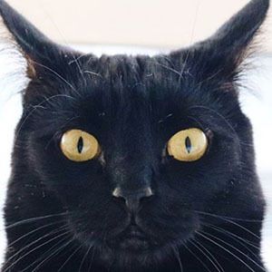 Guinness the Cat, 9 (Cat)