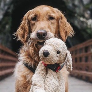 Gumbo the Dog image 3