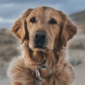 Gumbo the Dog, 10 (Dog)