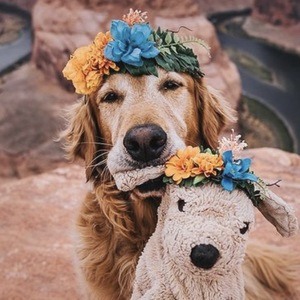 Gumbo the Dog, 10 (Dog)