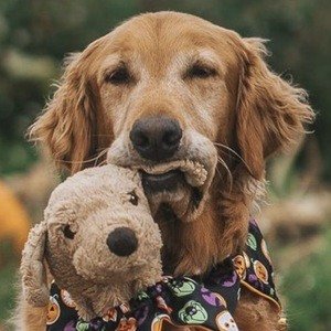 Gumbo the Dog image 7