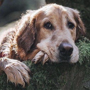 Gumbo the Dog image 8