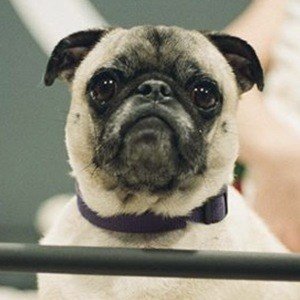 Guppy the Pug image 3