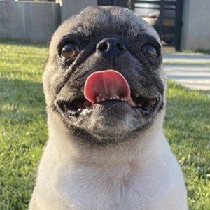 Guppy the Pug image 4