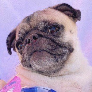 Guppy the Pug image 5