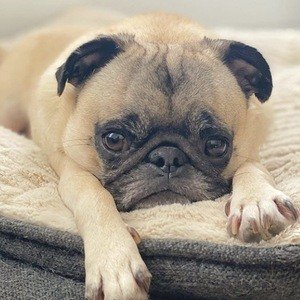 Guppy the Pug image 8