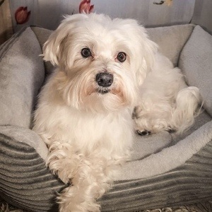 Happy the Maltes Dog image 2