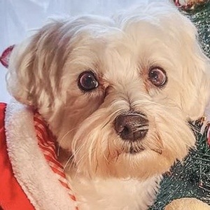 Happy the Maltes Dog, 10 (Dog)