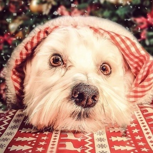 Happy the Maltes Dog image 4