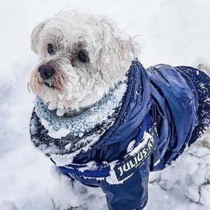 Happy the Maltes Dog, 10 (Dog)