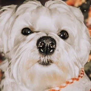 Happy the Maltes Dog image 6