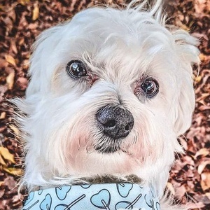 Happy the Maltes Dog image 7