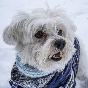 Happy the Maltes Dog, 10 (Dog)