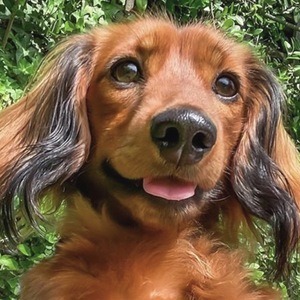 Hazelnut HollyandHazelnut, 7 (Dog)