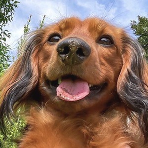 Hazelnut HollyandHazelnut, 7 (狗)