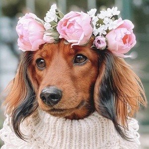 Hazelnut HollyandHazelnut, 7 (Perro)