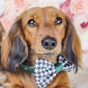 Hazelnut HollyandHazelnut, 7 (Dog)