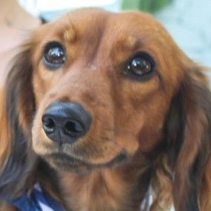 Hazelnut HollyandHazelnut image 7