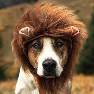 Henry the Colorado Dog image 4
