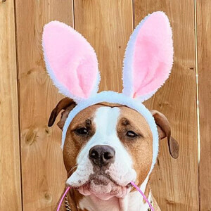 heymynamesluna, 6 (Dog)