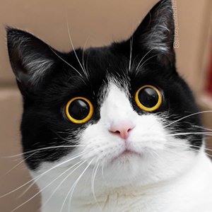Izzy the Cat image 2