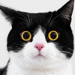 Izzy the Cat image 3