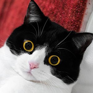 Izzy the Cat image 4